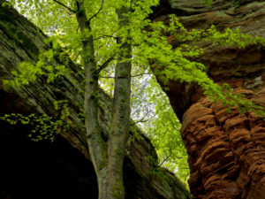 Germany, Rhineland-Palatinate, nature reserve Palatine wood, Eppenbrunn, "Altschlossfelsen" from new red sandstone Germany, Rhineland-Palatinate, nature reserve Palatine wood, Eppenbrunn, "Altschlossfelsen" from new red sandstone